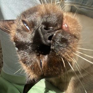 Meet your Posher, Ava